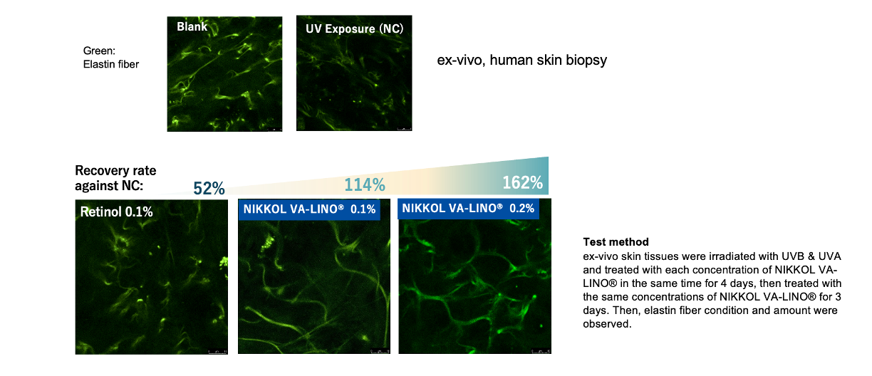 elastin recovery effect by retinol derivative