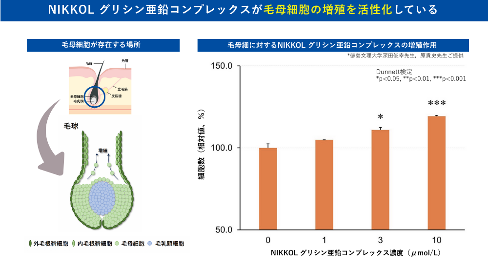 毛球、毛母細胞、毛乳頭細胞