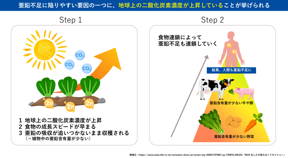 二酸化炭素濃度、亜鉛含有量、食物連鎖、亜鉛不足