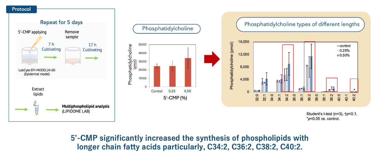 In vitro test data chart showing 5'-CMP significantly increasing the synthesis of phosphatidylcholine and longer-chain fatty acids