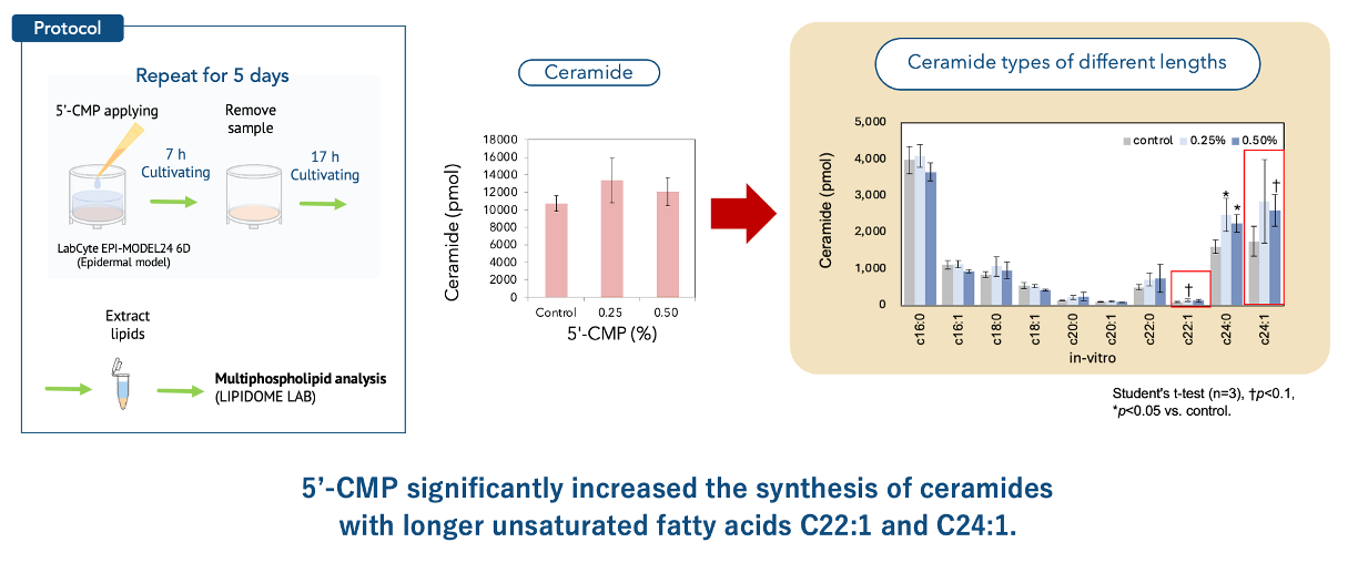 Lipidomic data graph demonstrating 5'-CMP promoting the synthesis of long-chain ceramides (C22:1 and C24:1) for skin barrier repair